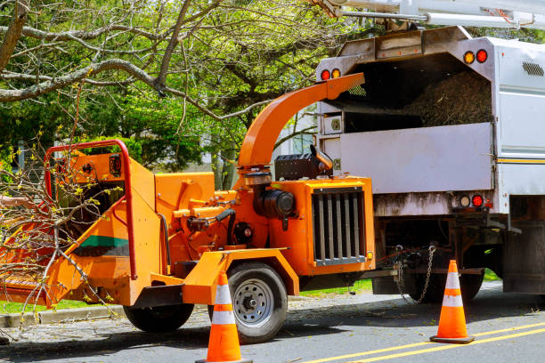 Best Hazardous Tree Removal  in Lamont, CA