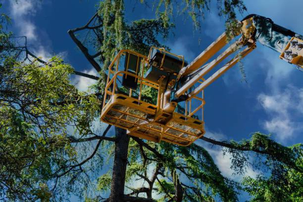 Best Tree Mulching  in Lamont, CA