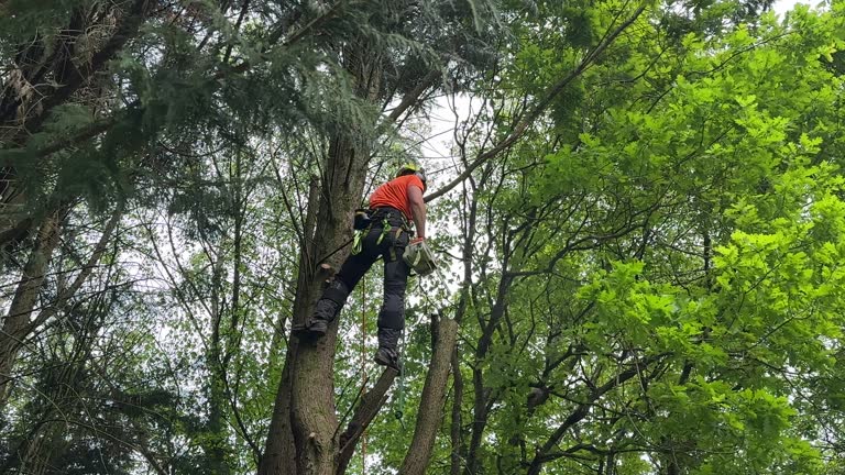 Best Tree Health Inspection  in Lamont, CA