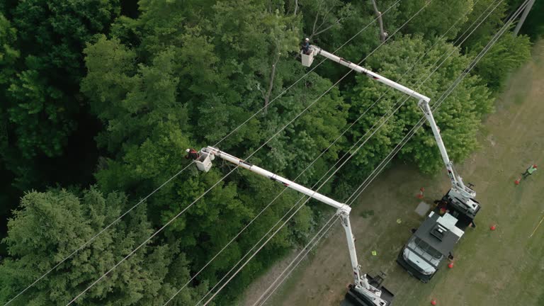 Best Tree Maintenance Programs  in Lamont, CA